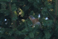 Fringilla montifringilla