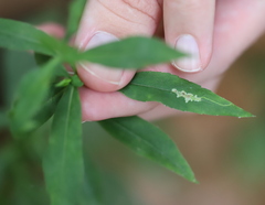 Calycomyza promissa