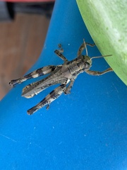 Melanoplus ponderosus