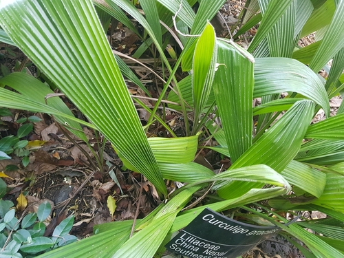 Curculigo gracilis
