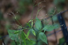 Cryptotaenia canadensis