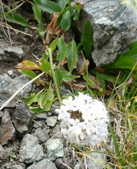 Valeriana alpestris