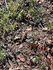 Phrynosoma hernandesi
