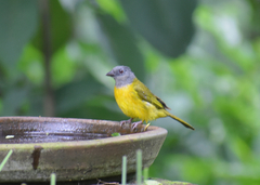 Eucometis penicillata