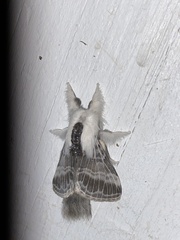 Tolype velleda