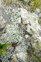Antennaria caucasica