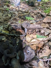 Craterellus cornucopioides