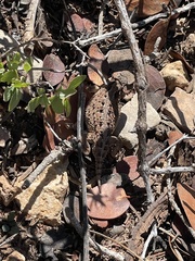 Phrynosoma hernandesi