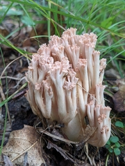 Ramaria botrytis
