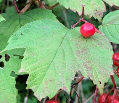 Viburnum opulus opulus