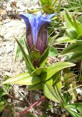 Gentiana septemfida