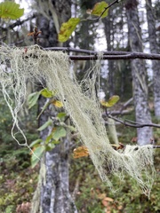 Alectoria sarmentosa