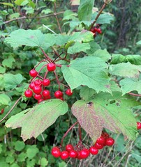 Viburnum opulus opulus