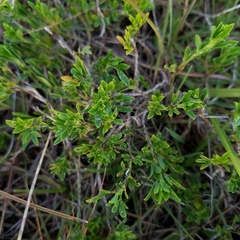 Stylosanthes