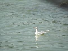 Chroicocephalus ridibundus