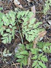 Dicentra formosa