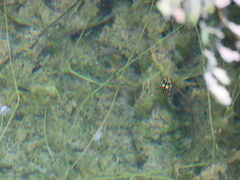 Thermonectus marmoratus