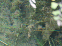 Thermonectus marmoratus