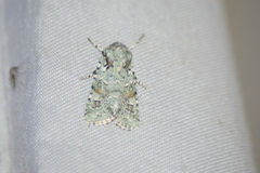 Lacinipolia