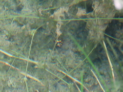 Thermonectus marmoratus