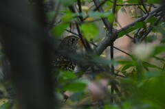 Zoothera aurea