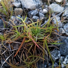 Fimbristylis