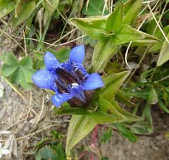 Gentiana septemfida