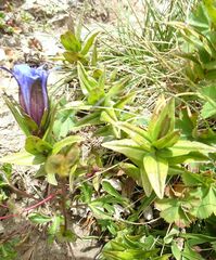 Gentiana septemfida