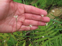 Rhynchospora colorata