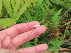 Rhynchospora colorata