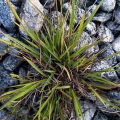 Paspalum