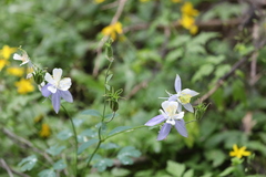 Aquilegia coerulea
