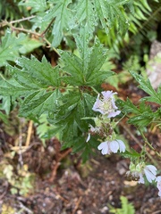 Rubus laciniatus