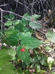 Prosartes trachycarpa