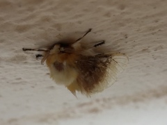 Megalopyge bissesa