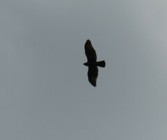 Buteo