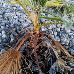 Washingtonia