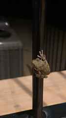 Hyla chrysoscelis