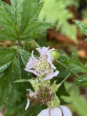 Rubus laciniatus