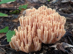 Ramaria formosa