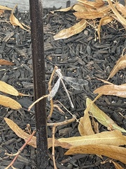 Lestidae