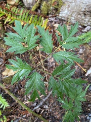 Rubus laciniatus