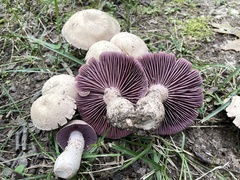 Laccaria ochropurpurea