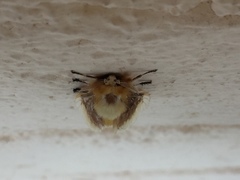 Megalopyge bissesa