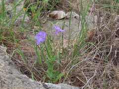 Ruellia nudiflora