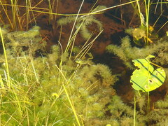 Lithobates septentrionalis