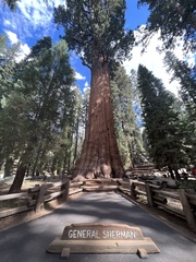 Sequoiadendron giganteum