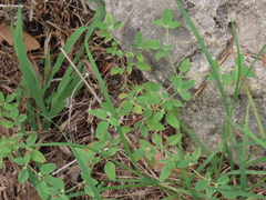 Croton monanthogynus