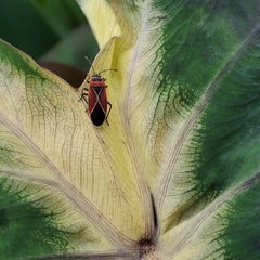 Neacoryphus bicrucis
