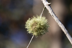 Ramalina farinacea